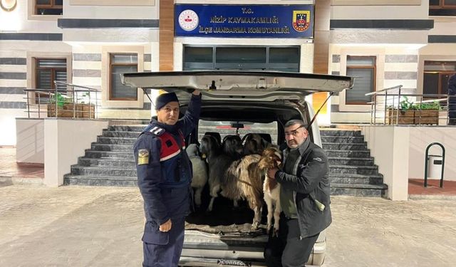 Gaziantep’te sahte para ile hayvan alarak besiciyi dolandırmışlar! Yakayı ele verdiler…