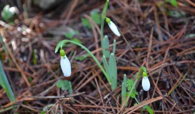 Bu çiçeği koparmanın bedeli dudak uçuklatıyor! 699 bin…