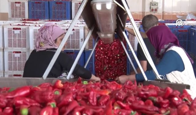 İslahiye biberinden elde edilen pul biberin yüzde 30'u ihraç ediliyor