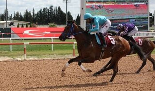 18 Mart 2026 Günün Yarışları Şanlıurfa Hangi Kanalda, Saat Kaçta, TJK TV Canlı İzle Bilgileri