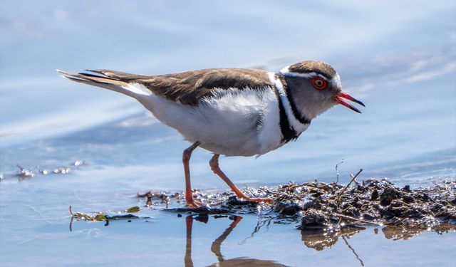 Gaziantep’te ilk kez görüldü…