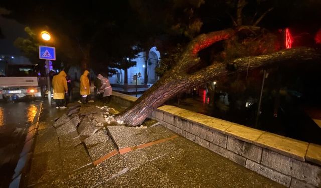 Faciadan dönüldü! Asırlık çam ağacı devrildi…