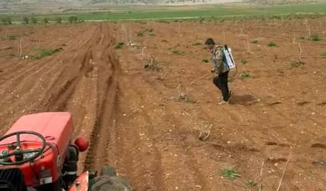Araban'da Antep fıstığı tarlalarında yabancı otlarla ilaçlı mücadele!
