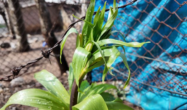 Sadece 20 günlük ömrü var! Bu çiçeği koparmanın cezası 700 bin lira…