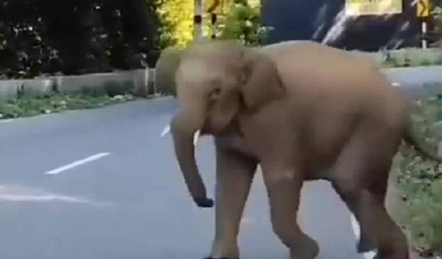 Fil Zıplayabilir mi, Dört Ayağı da Yerden Kesilerek Zıplayamayan Hayvan Hangisi?