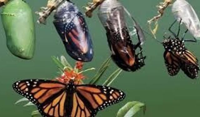 CANLI KELEBEK PUPASI SATIN ALINACAKTIR