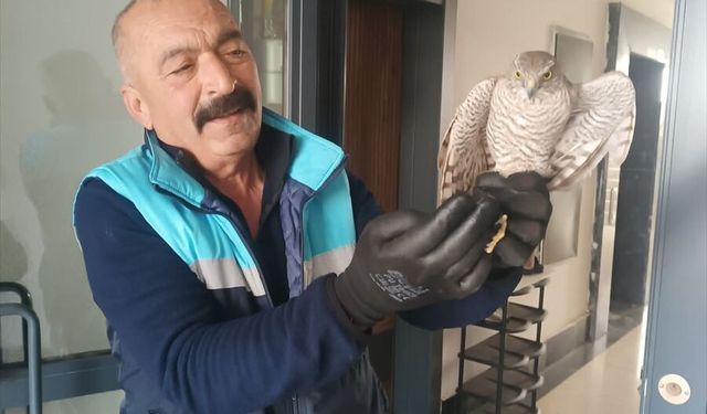 Gaziantep’te apartmanda yakaladığı atmacayı doğaya geri bıraktı!