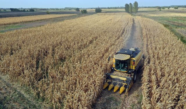 Hububat üretiminde gözler bahar yağışları ve sıcaklıklara çevrildi!