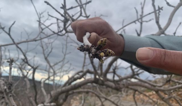 Gaziantep’te kar ve yağmur bereketi: Antep fıstığında kuraklık endişesi geçti