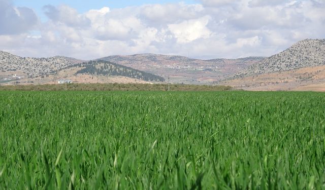 Gaziantep’te yağışlar buğday üreticisinin yüzünü güldürdü! 80 bin tonluk rekolte bekleniyor…