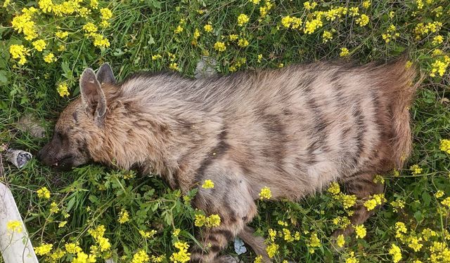 Gaziantep’in komşu ilinde aracın çarptığı sırtlan telef oldu!