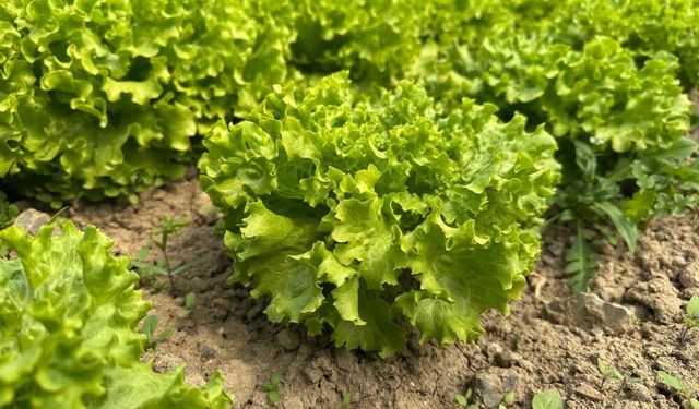 Bu sefer tarladan güzel haber geldi! 35 liraya tarladan satılan marul yüzleri güldürdü