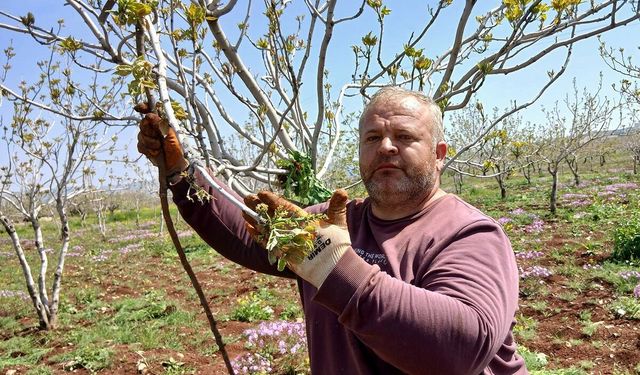 Gaziantepli üreticiler mücadele başlattı