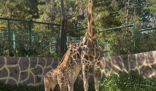 Kararı Gaziantepliler verecek! Yeni doğan yavruya isim aranıyor! Şakir mi Çınar mı?