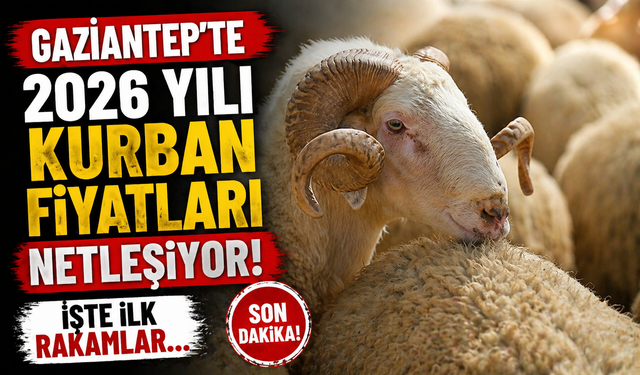 Gaziantep’te 2026 yılı kurbanlık fiyatları netleşiyor! İşte ilk rakamlar…