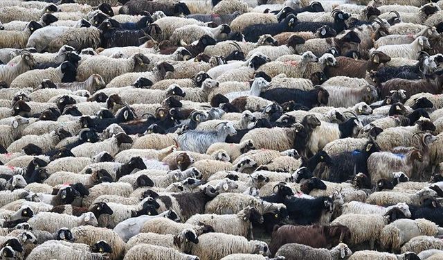 Küçükbaşa Destek Projesi'ne başvurular başladı: Bakan detayları açıkladı!