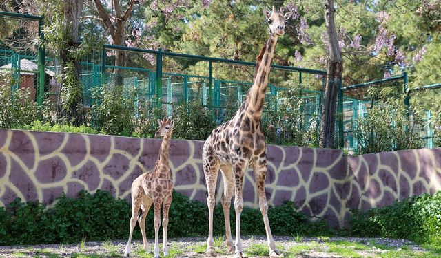 Türkiye’de doğan ilk zürafa yavrusu, Gaziantep Doğal Yaşam Parkı’nda