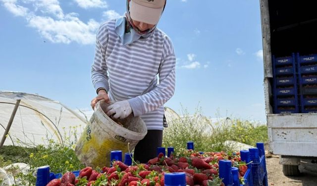 Tarla ile market rafları arasındaki uçurum:  Üretici inanamıyor!