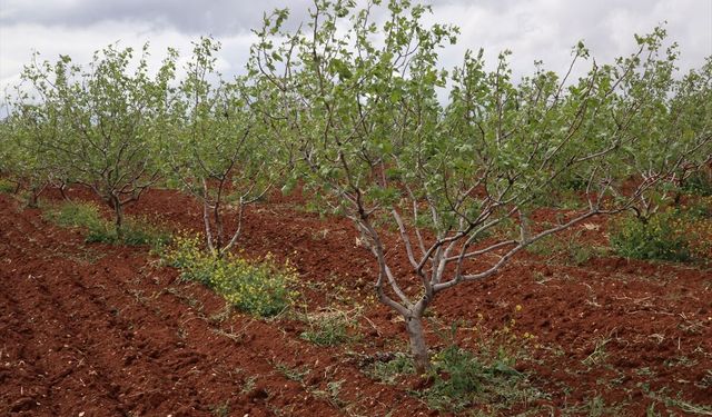 Gaziantep'te 90 köyde tarım arazisi zarar gördü