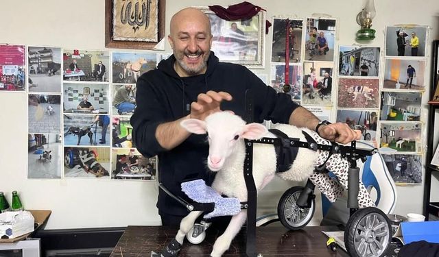 Demir ustası felçli canlara 'umut' oluyor! 9 yılda bin hayvanı ayağa kaldırdı