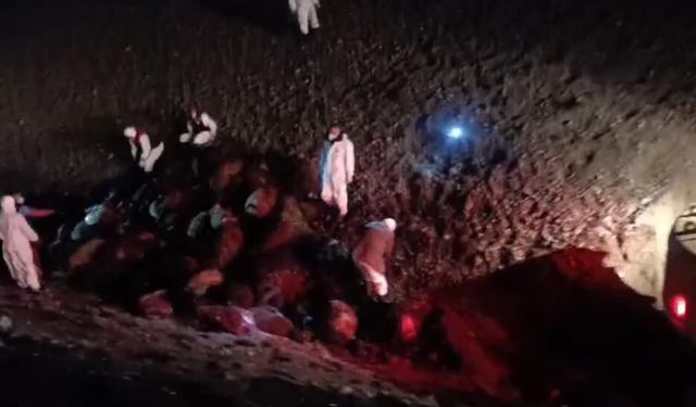 Arı saldırısının bilançosu ağır oldu: 816 koyun telef!