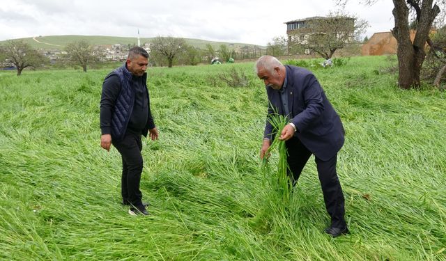 Gaziantep’te hububatı ‘süper hücre' vurdu! Binlerce dönüm arazi zarar gördü