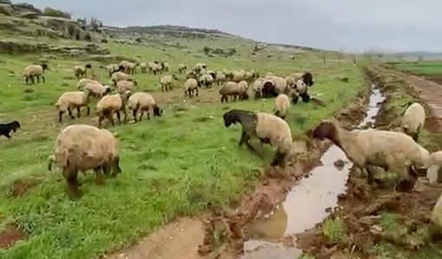 Gaziantep'te kurbanlıklar satışa hazır! Yoğun ilgi görüyor…