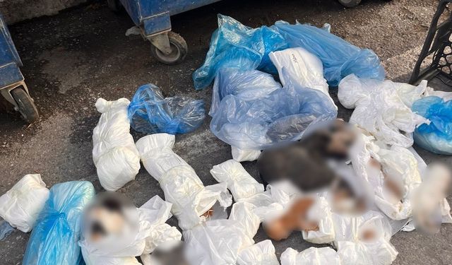Kan donduran hayvan katliamı! Poşetler içinde 33 ölü kedi bulundu