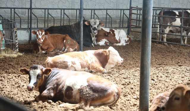Et doğru pişirme yöntemi ile hazırlanmalı ve C vitamini içeren gıdalarla tüketilmeli