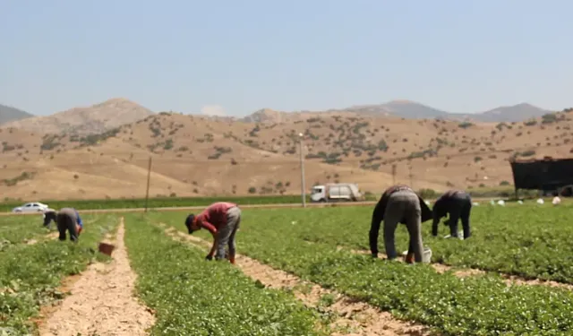 Gaziantep’te tarım işçileri sağlık taramasından geçirildi