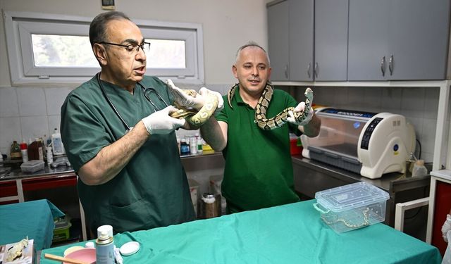 İstanbul'da ele geçirildiler! 39 sürüngen Gaziantep’e getirildi