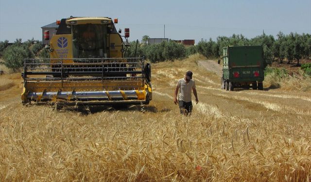 Gaziantep'te hububat hasadı başladı! “Üreticiler memnun”