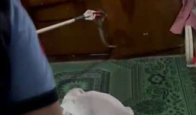 Gaziantep'te evde yılan paniği! Özel aparatlarla yakalandı (VİDEO HABER)