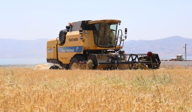 Yağışlar arpayı etkiledi! Rekoltede düşüş bekleniyor