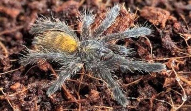 Türkiye'de bir ilk! Yeni bir tarantula cinsi kaydedildi