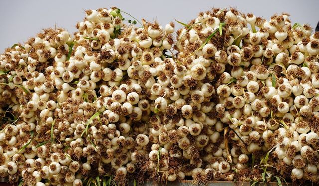 Tescilli Araban sarımsağında hasat başladı!