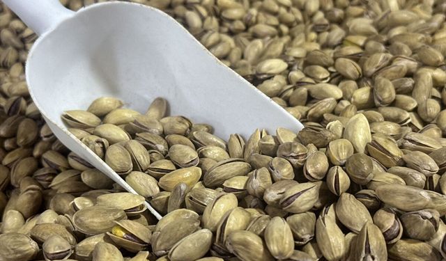 Antep fıstığına talep sürüyor! Fıstık ihracatı 60,8 milyon dolar oldu