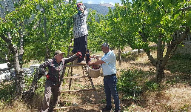 Gaziantep’te Amanos eteklerinde yetişen Napolyon kirazında hasat sürüyor