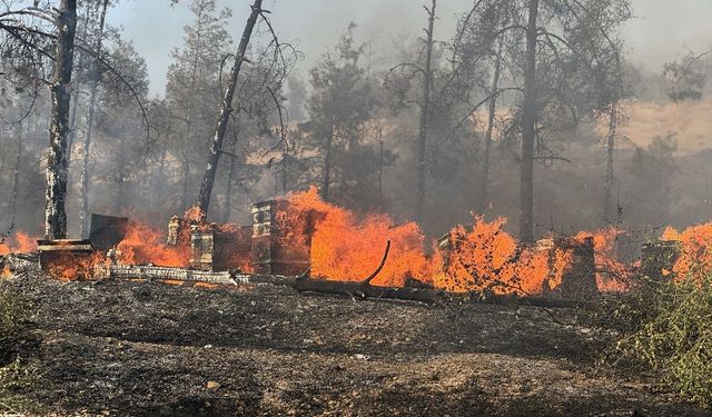 Şanlıurfa'da orman yangını