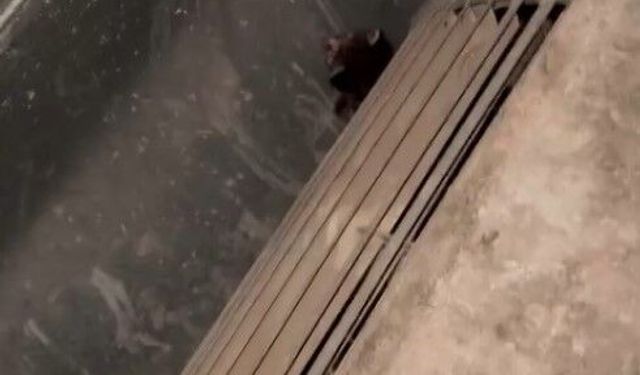 Gaziantep’te havalandırma kazanına düşen 2 yavru kediyi öğretmen kurtardı!