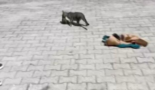 Gaziantep’te yavru kediler böyle kurtarıldı! İşte o anlar…