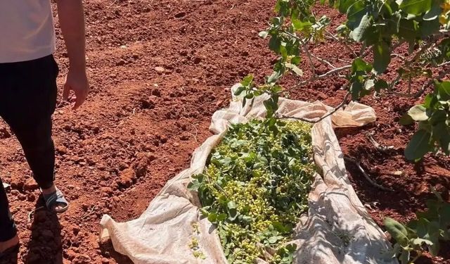 Gaziantep’te hasat öncesi şok olay! Fıstık hırsızları suçüstü yakalandı