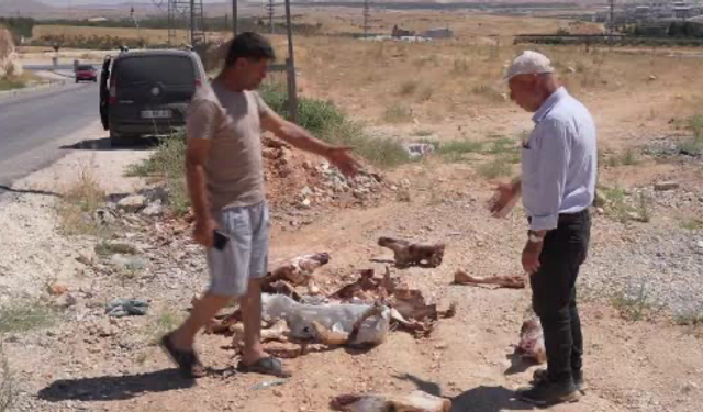 Gaziantep'te kan donduran skandal! Yol kenarında çok sayıda at kafatası bulundu! Vatandaşlar hayrete düştü…