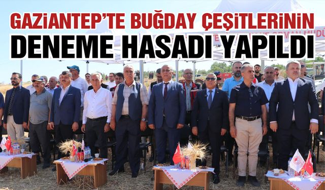 Gaziantep'te yerli ve milli buğday çeşitlerinin deneme hasadı yapıldı!