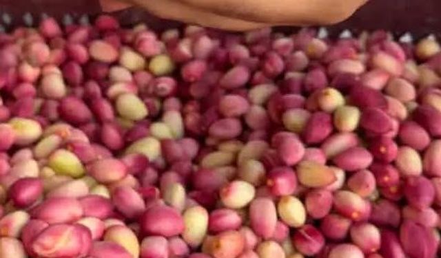 Gaziantep’te yılın ilk fıstığı rekor fiyatla satıldı!