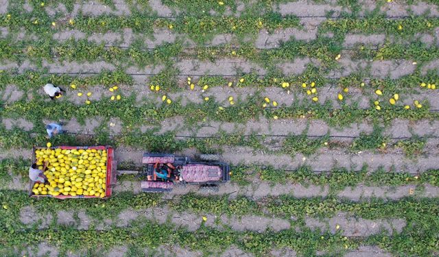 Tarım Bakanlığı düğmeye bastı: Çiftçiye dev destek paketi