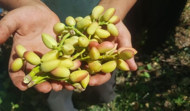 Gaziantep'te boz Antep fıstığı hasadı başladı
