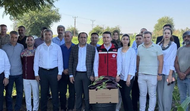 Birecik’in tescilli lezzetinde hasat başladı: Rekolte beklentisi açıklandı!