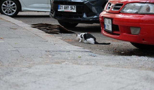 Uzmanından kritik kuduz uyarısı: Kedi tırmalamasıyla da bulaşabilir