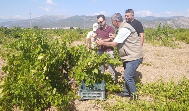 Gaziantep İslahiye’de üzüm hasadı başladı